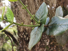 Monimia rotundifolia