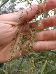 Panicum antidotale