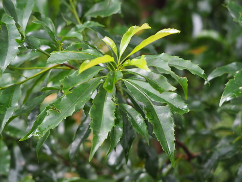 Image of Helicia Cochinchinensis (Helicia cochinchinensis) by no rights reserved