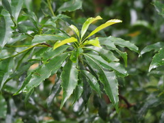 Helicia cochinchinensis