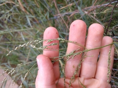 Panicum antidotale