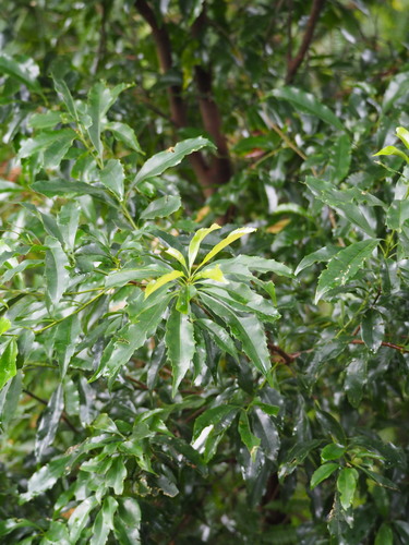 Image of Helicia Cochinchinensis (Helicia cochinchinensis) by no rights reserved