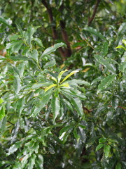 Helicia cochinchinensis