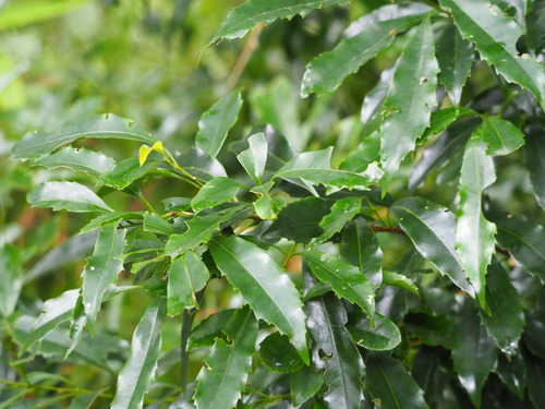 Image of Helicia Cochinchinensis (Helicia cochinchinensis) by no rights reserved