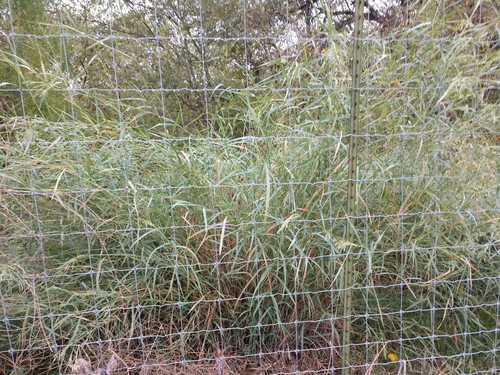 Image of Janochloa antidotalis by (c) Cleveland Powell, some rights reserved (CC BY)