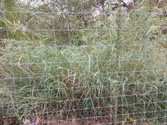 Panicum antidotale