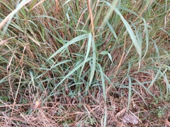 Panicum antidotale