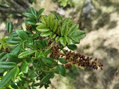 Weinmannia mauritiana