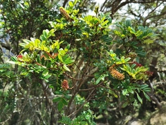 Weinmannia mauritiana