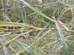 Panicum antidotale