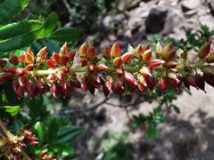 Weinmannia mauritiana