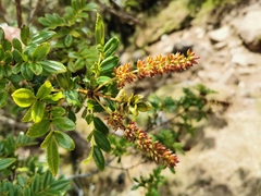 Weinmannia mauritiana