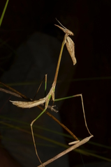 Idolomorpha