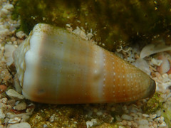 Conus lividus