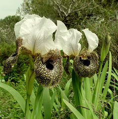 Iris bismarckiana