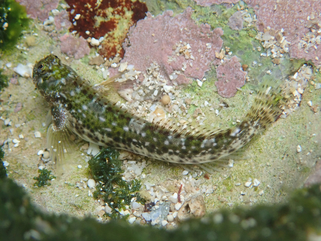 Reef margin blenny