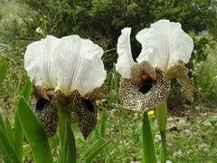 Iris bismarckiana