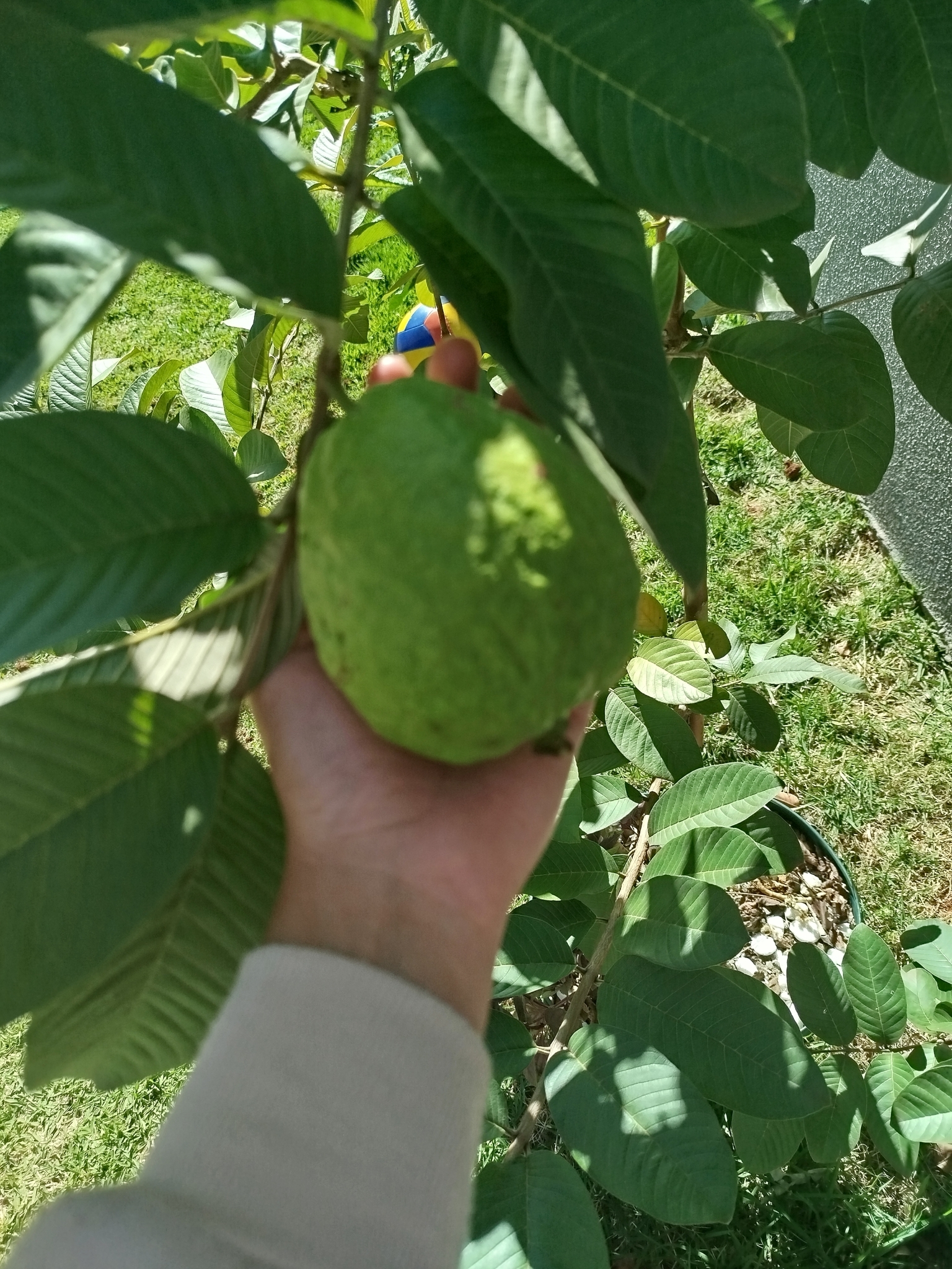 Psidium guajava