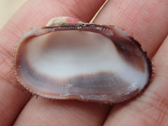 Barbatia