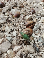 Lluciapomaresius anapaulae