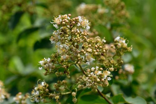 Lagerstroemia subcostata (Lagerstroemia subcostata)