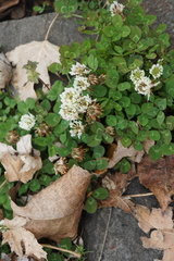 Trifolium repens