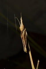 Idolomorpha