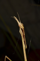 Idolomorpha