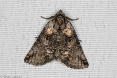 Abrostola microvalis