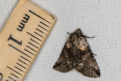 Abrostola microvalis