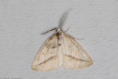 Lychnosea intermicata