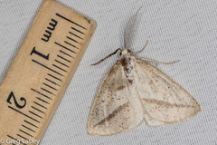 Lychnosea intermicata