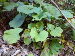 Petasites formosanus
