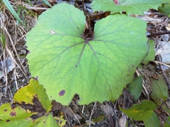 Petasites formosanus