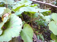 Petasites formosanus
