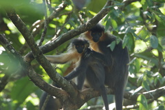 Trachypithecus pileatus