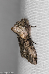 Abrostola microvalis