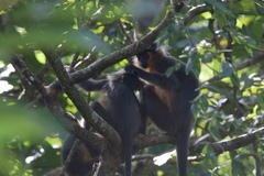 Trachypithecus pileatus