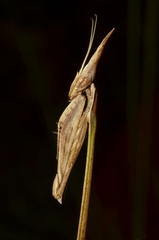 Idolomorpha
