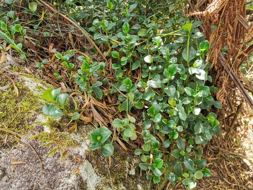 Foto de Peperômia