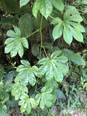 Passiflora serratodigitata
