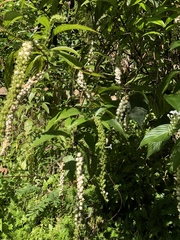 Gonzalagunia hirsuta