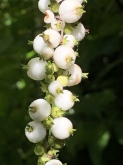 Gonzalagunia hirsuta