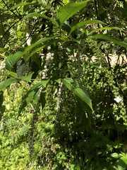 Gonzalagunia hirsuta