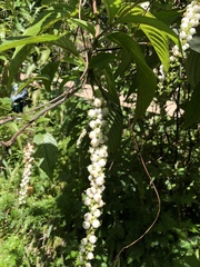 Gonzalagunia hirsuta