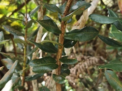 Agarista buxifolia