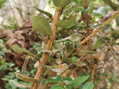 Agarista buxifolia