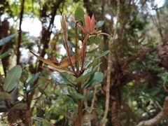 Agarista buxifolia