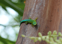 Phelsuma cepediana