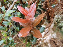 Agarista buxifolia